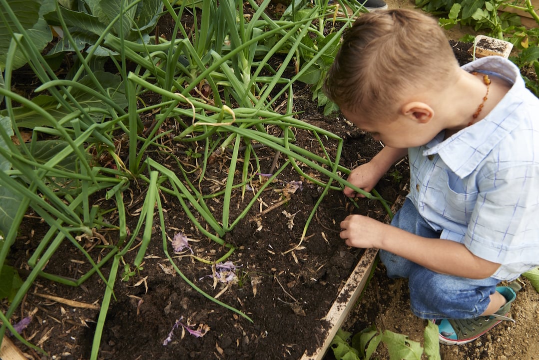A child planting onions in a garden
