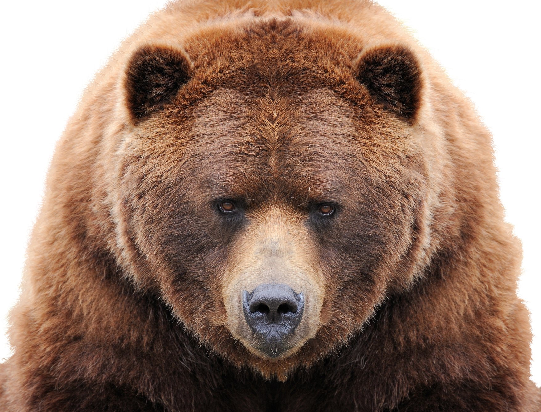 Image of a big bear staring forward.