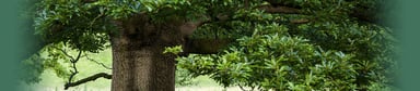 OAK tree big