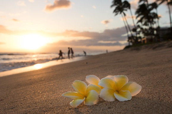Plumeria flowers on the shore.