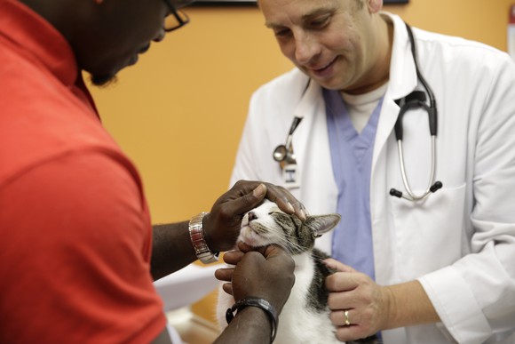 Veterinarian examining a cat