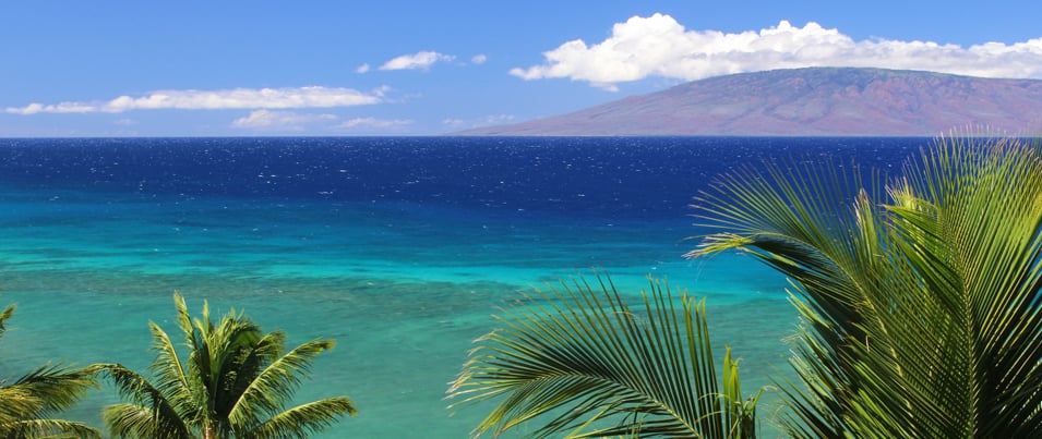 The ocean with palm trees in the foreground