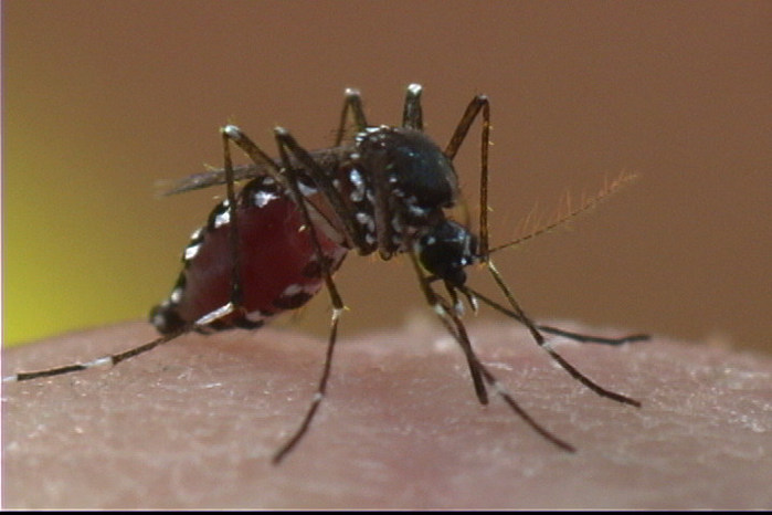 mosquito