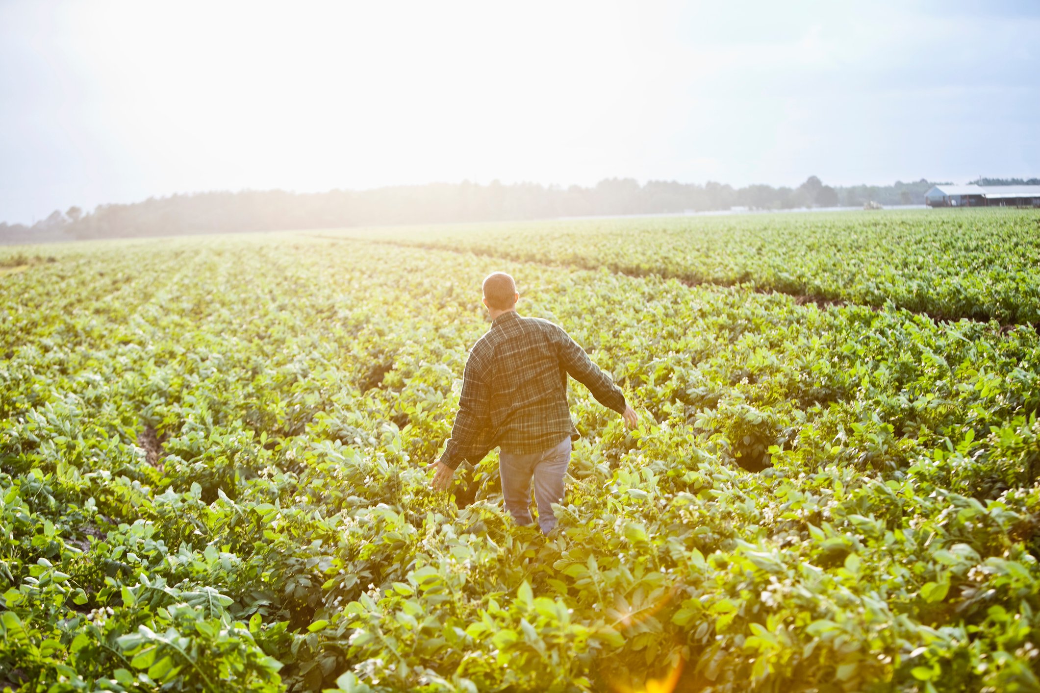 088 farmer running in field getty