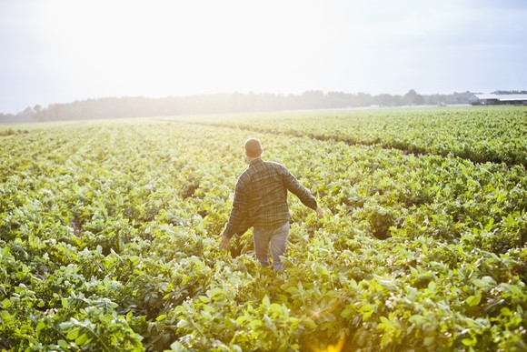 A farmer walking through his field.