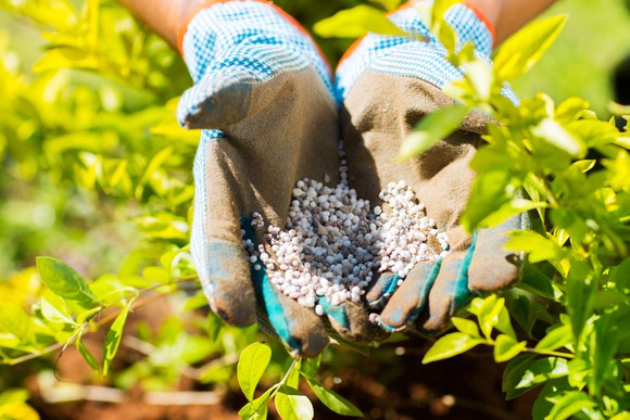 Two gloved hands hold nitrogen fertilizer pellets next to plants.