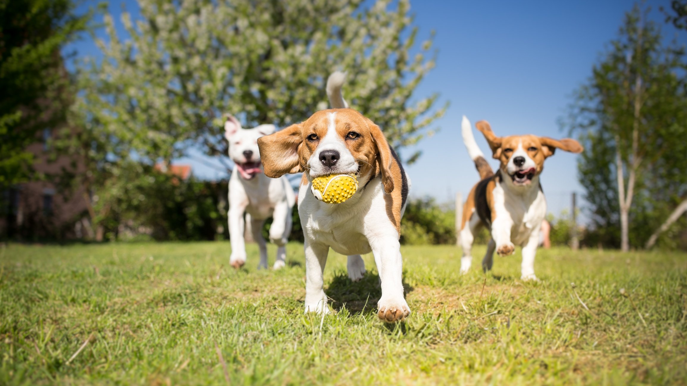 Dogs playing in a park. 