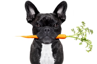 Dog Holding a Carrot