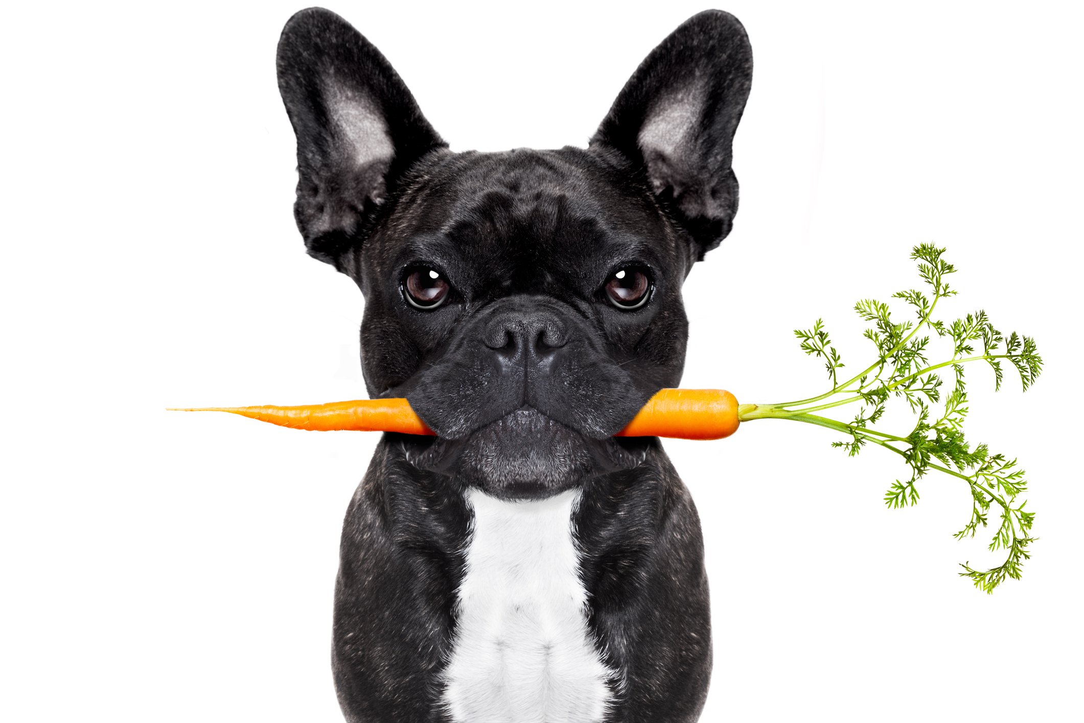 French bulldog holding a carrot in its mouth. 