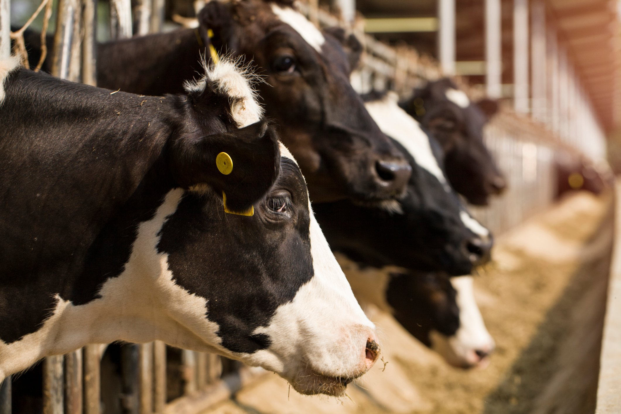 A row of cows in a feed stall.