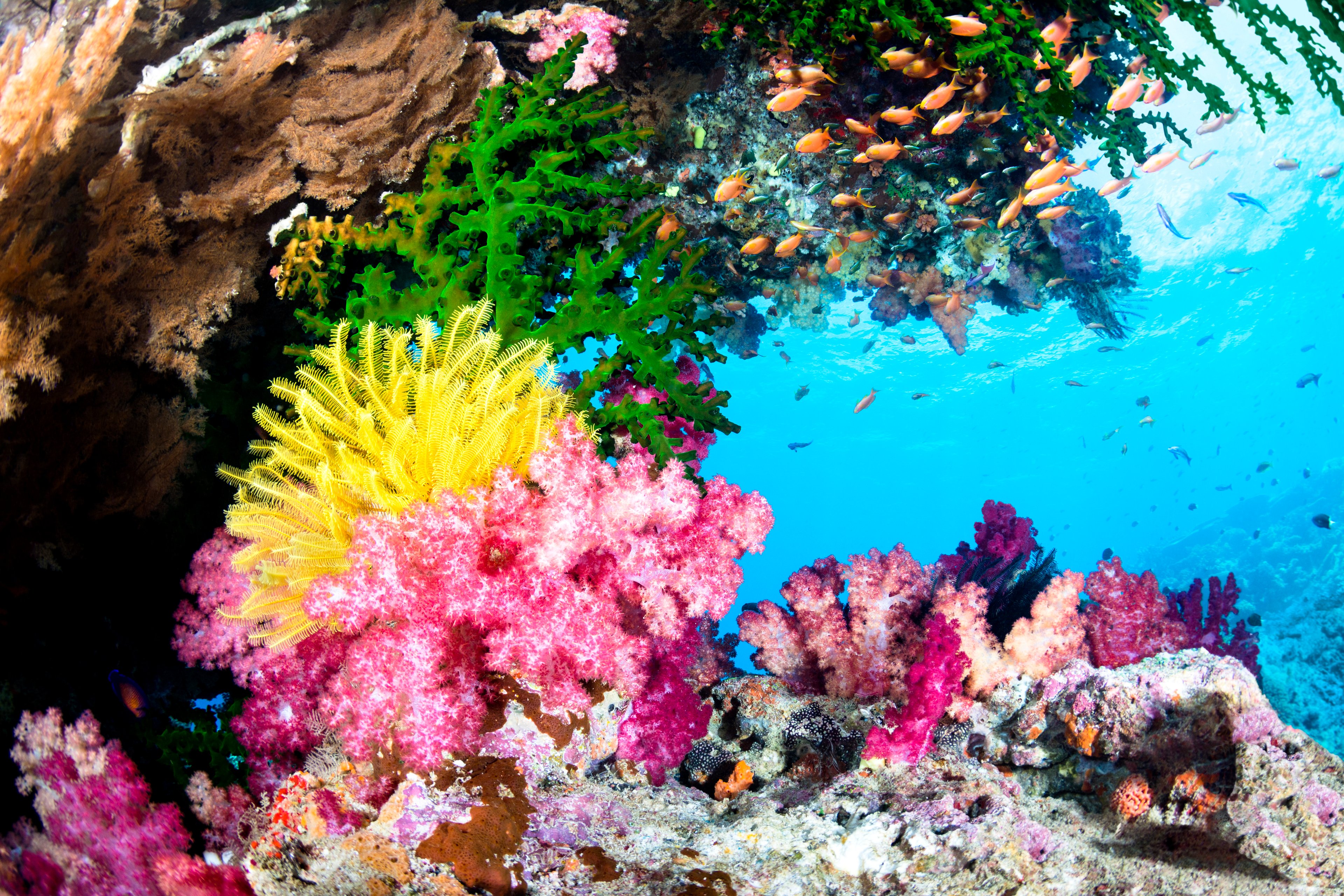 Colorful coral reef and fish. 