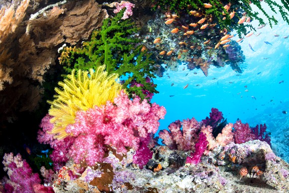 Colorful coral reef and fish. 