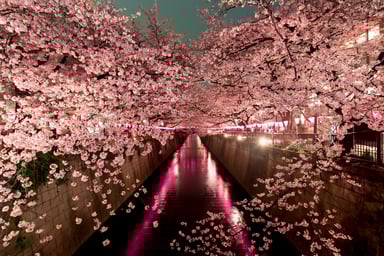 Japan Cherry Blossoms