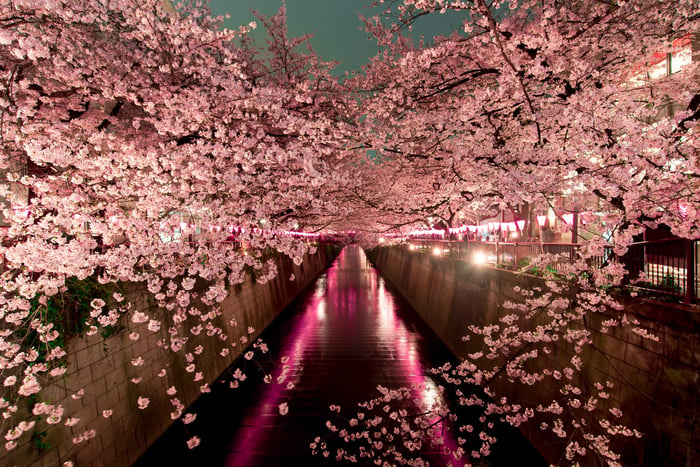 Picture of cherry blossoms over a river.