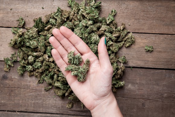 Hand holding marijuana buds
