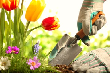 037 gardening flowers getty