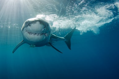 GettyImages-shark week