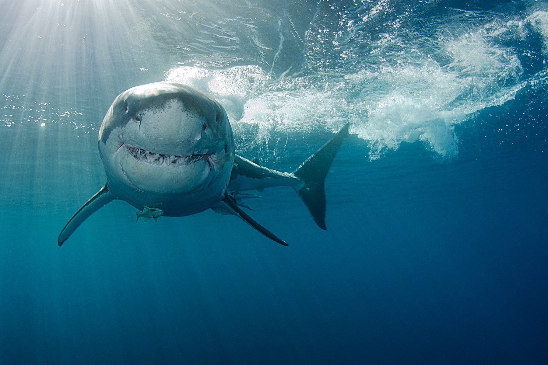 A great white shark