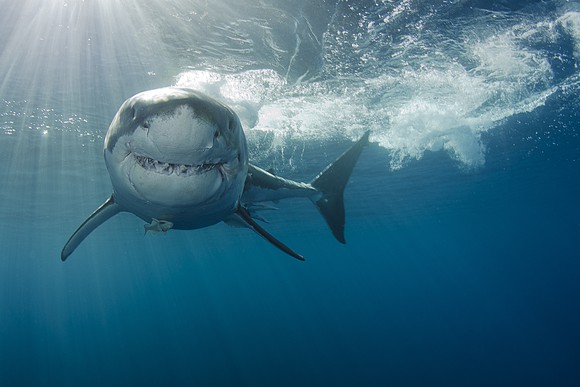 A great white shark