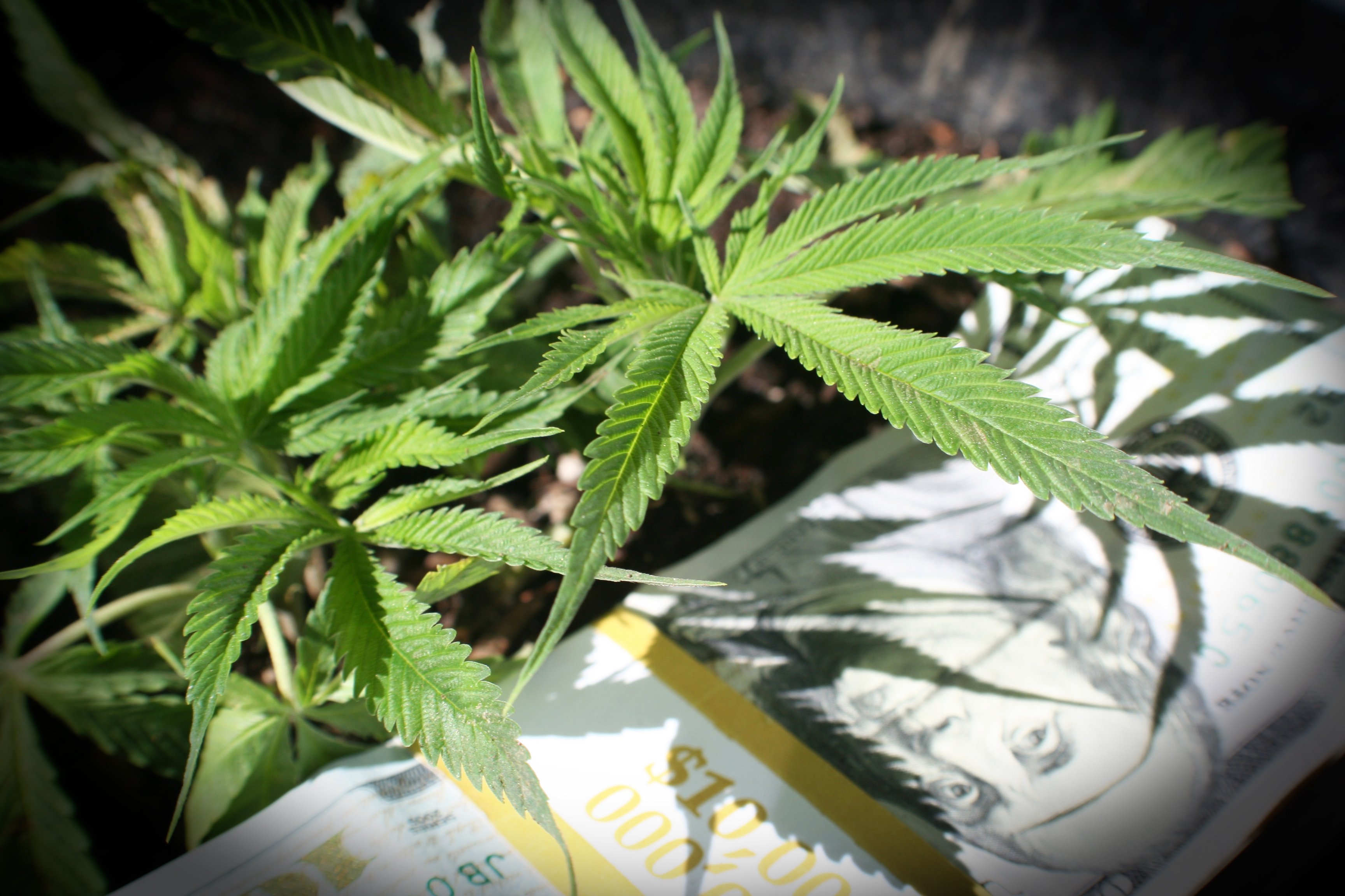 Marijuana plants next to a stack of hundred dollar bills.