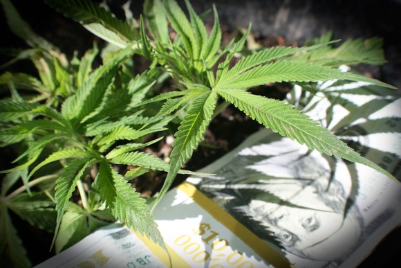 Marijuana plants next to a stack of hundred dollar bills.