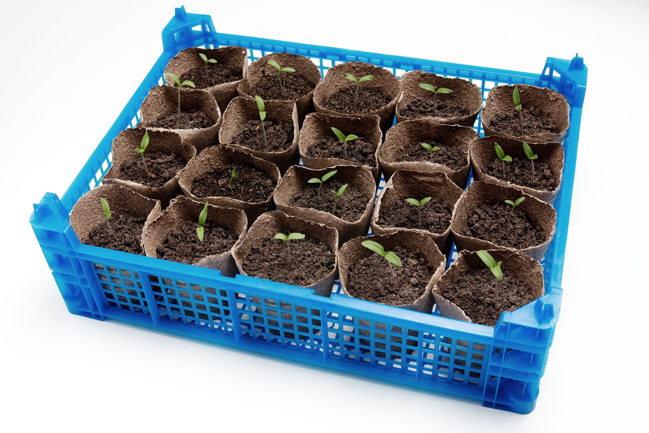 Potted seedlings.