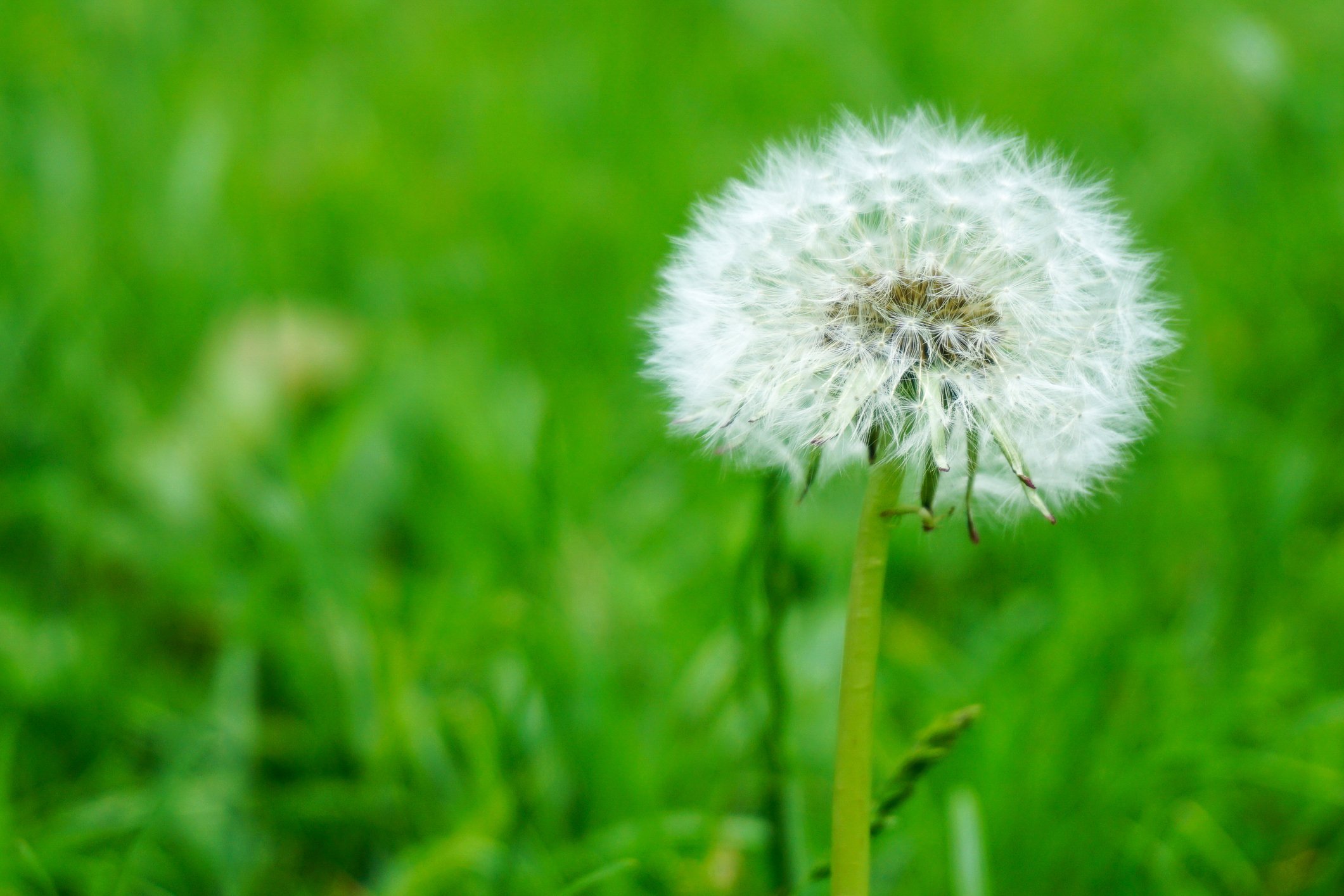 A dandelion gone to seed in a lawn.