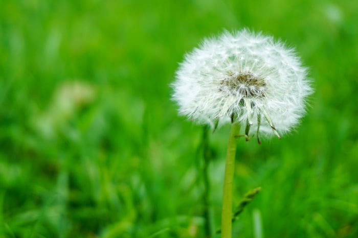 A weed in a lawn.