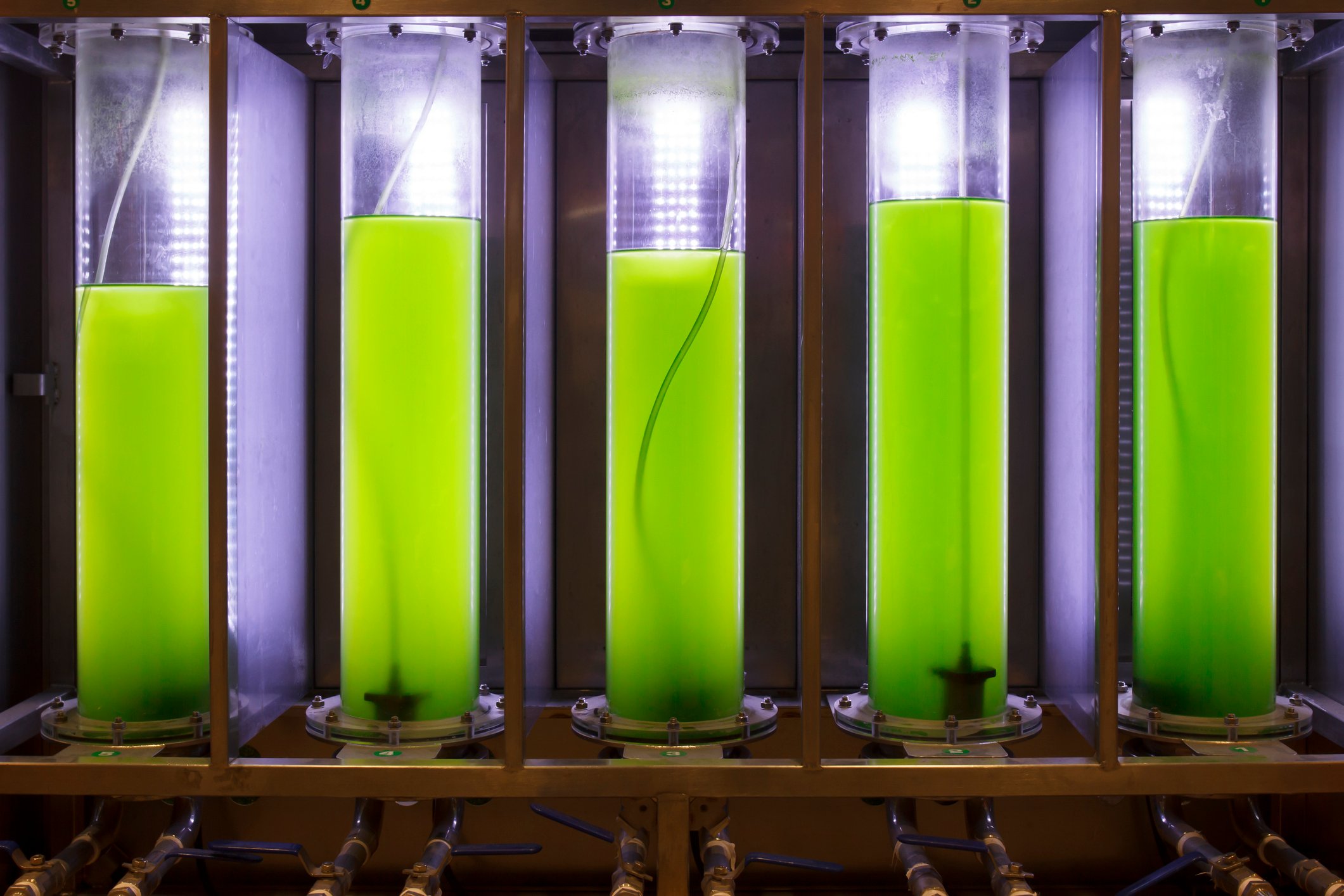 Photosynthetic algae growing in a lab.