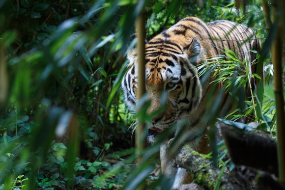 A tiger prowls through the jungle.