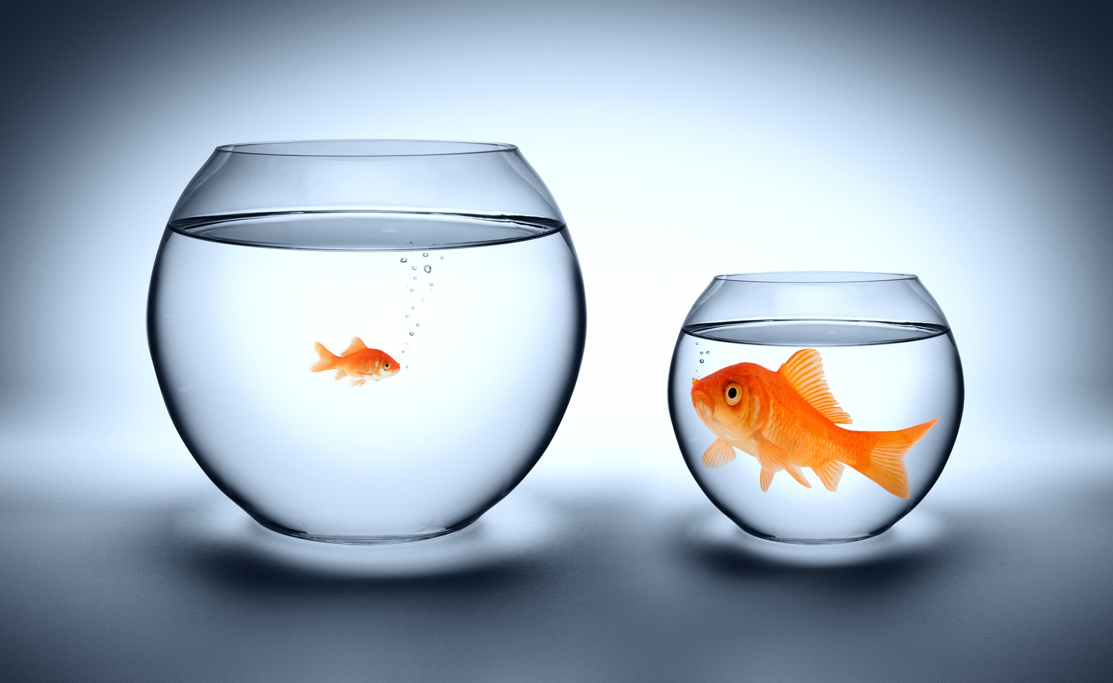 A small fish swims in a big jar, while a big fish sits in a small jar.