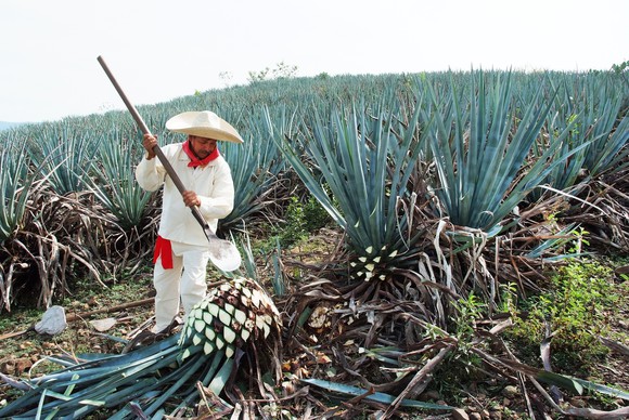 Agave cactus harvest