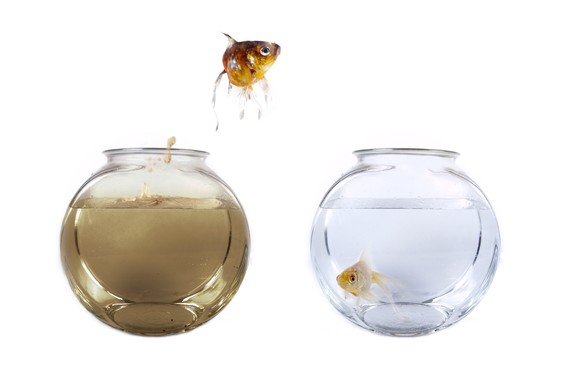 A fish jumping out of dirty water from its fishbowl and into a clean one beside it.