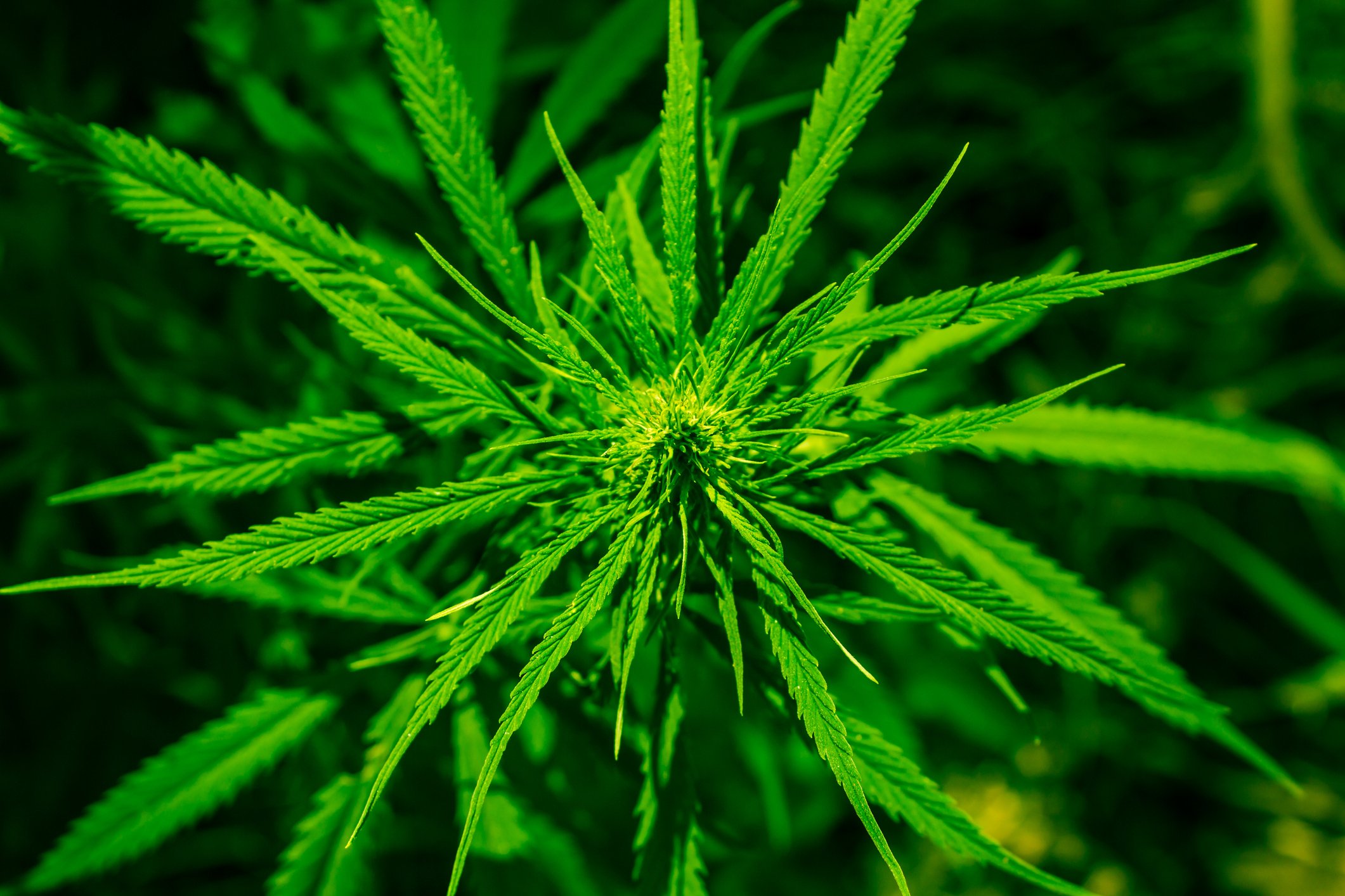 A cannabis plant growing on a dark background. 