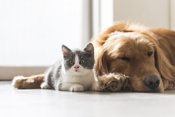 A cat and a dog lying next to each other.