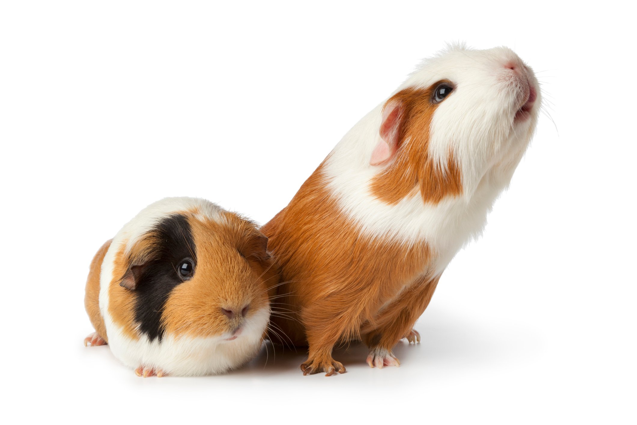 Two guinea pigs.