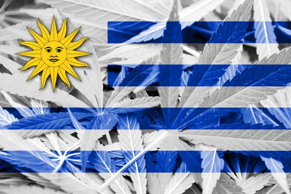 Uruguay flag overlaid on marijuana background