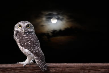 jobs for night owls career profession job