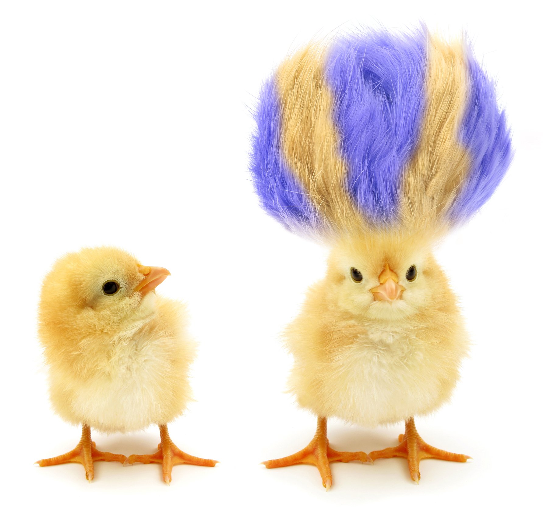 Two chicks, one with purple hair
