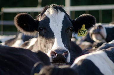 196 animal free meat