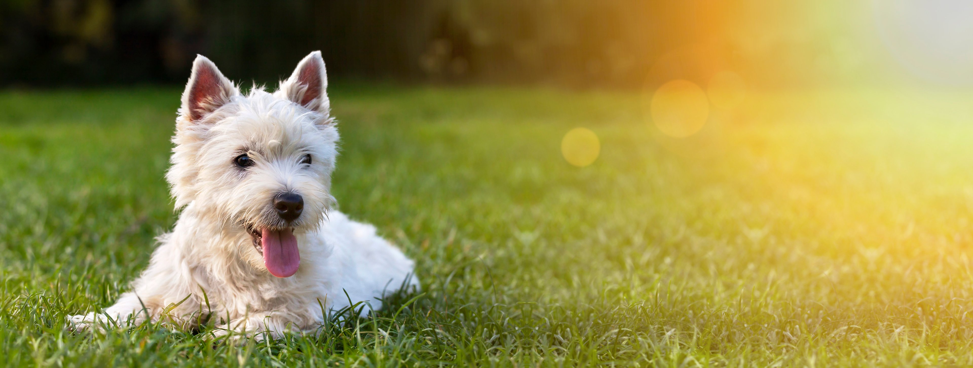 A small white dog lays happily on the grass in the sun.