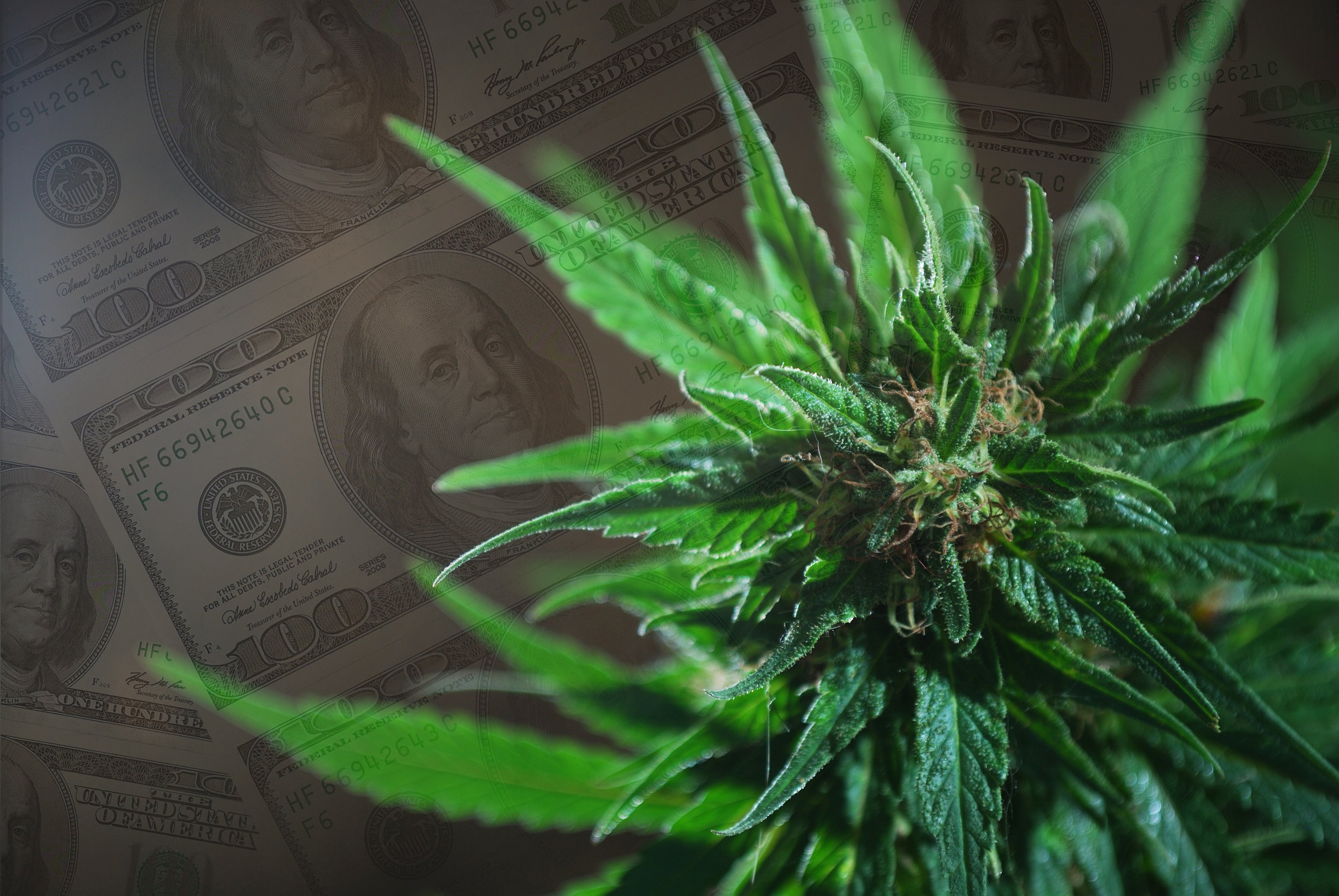 A marijuana plant on a background of $100 bills.