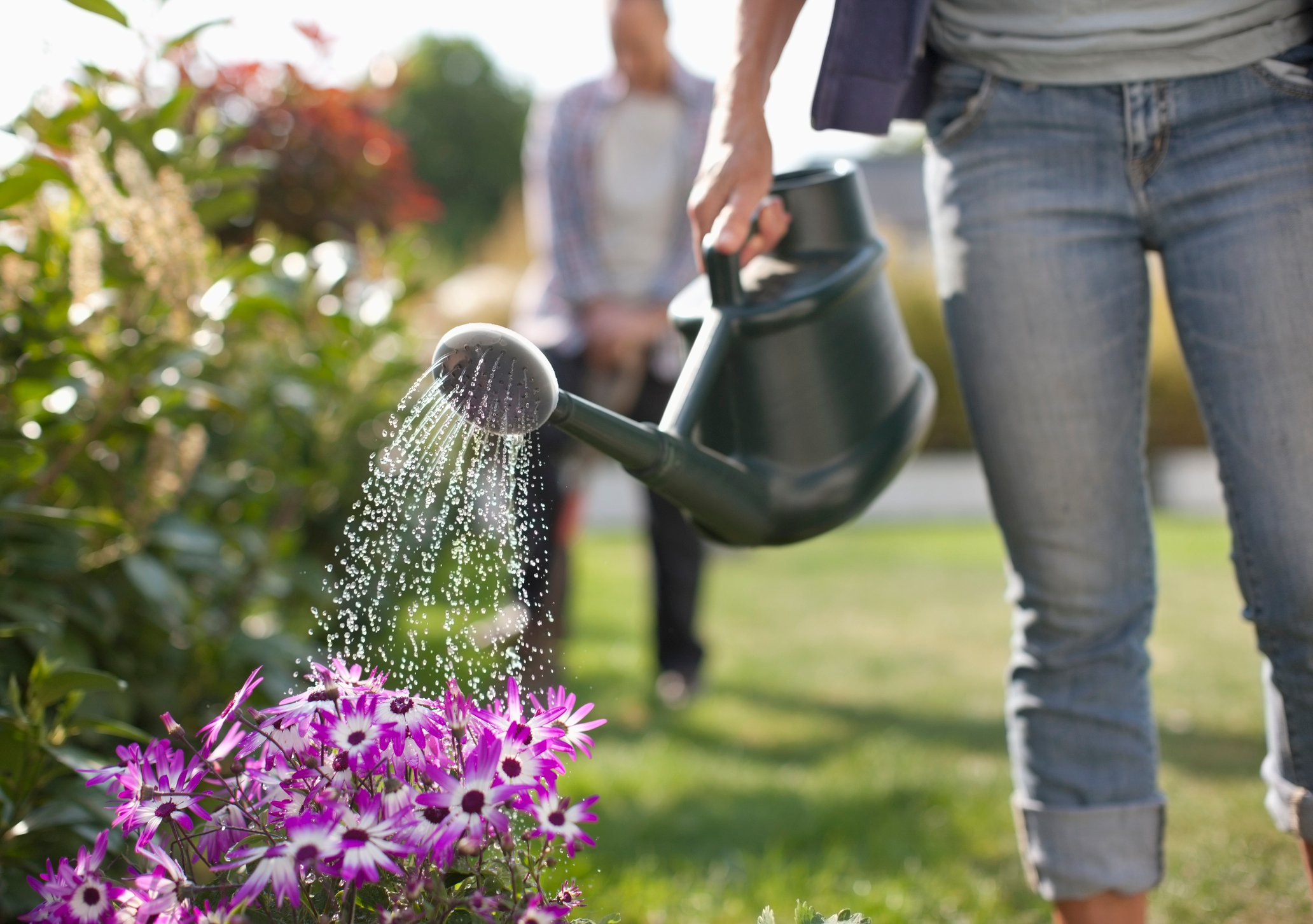 A woman tips a watering can to water a patch of purple flowers.
