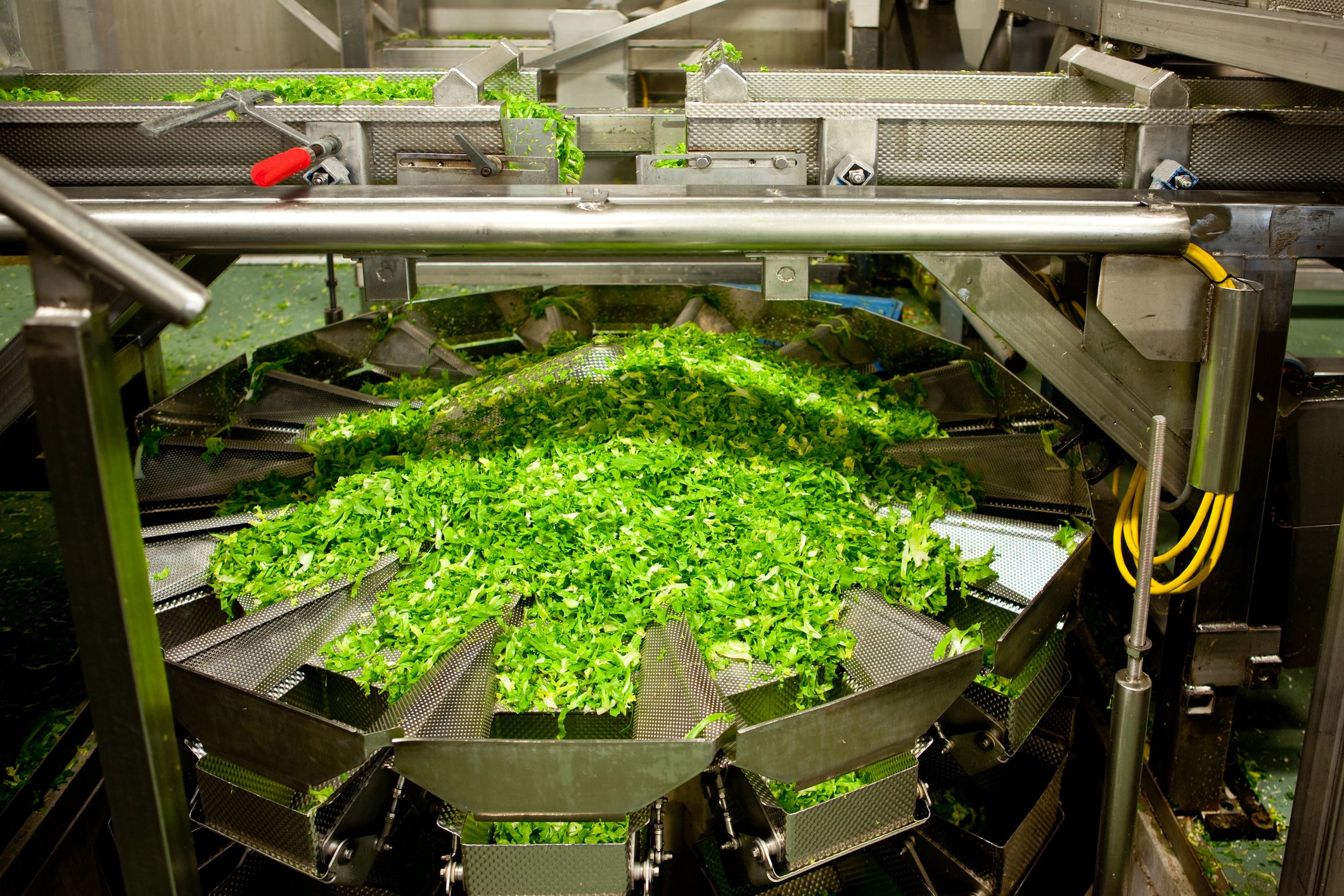 Industrial food-processing line with leafy green vegetables