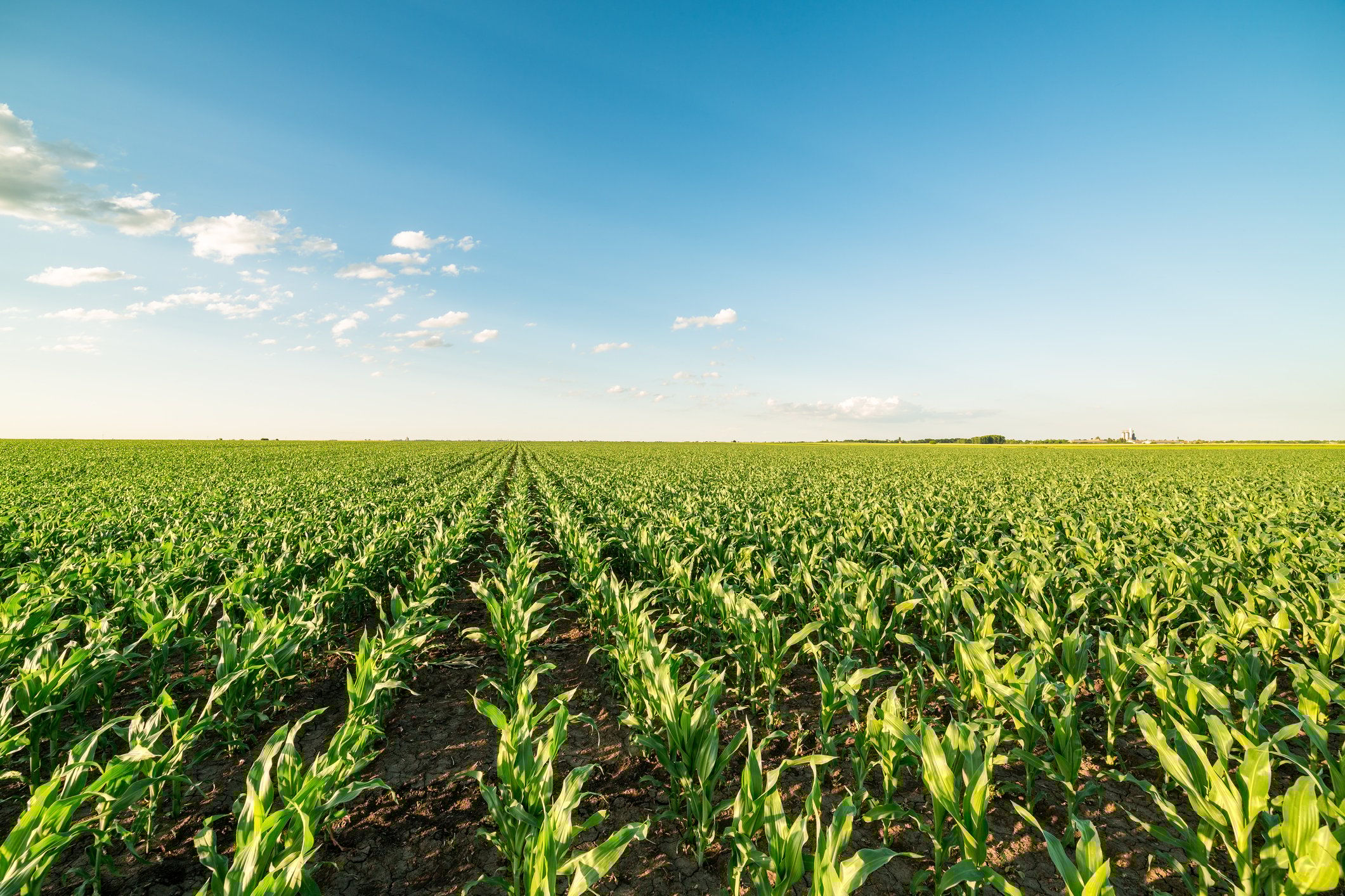 Rows of corn stalks going into the horizon as far as the eye can see, against a blue sky.