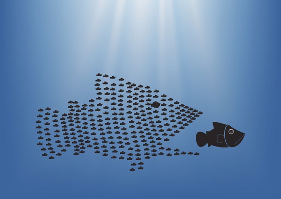 A school of small fish in the shape of a large fish, appearing to swallow up an unsuspecting medium sized fish.