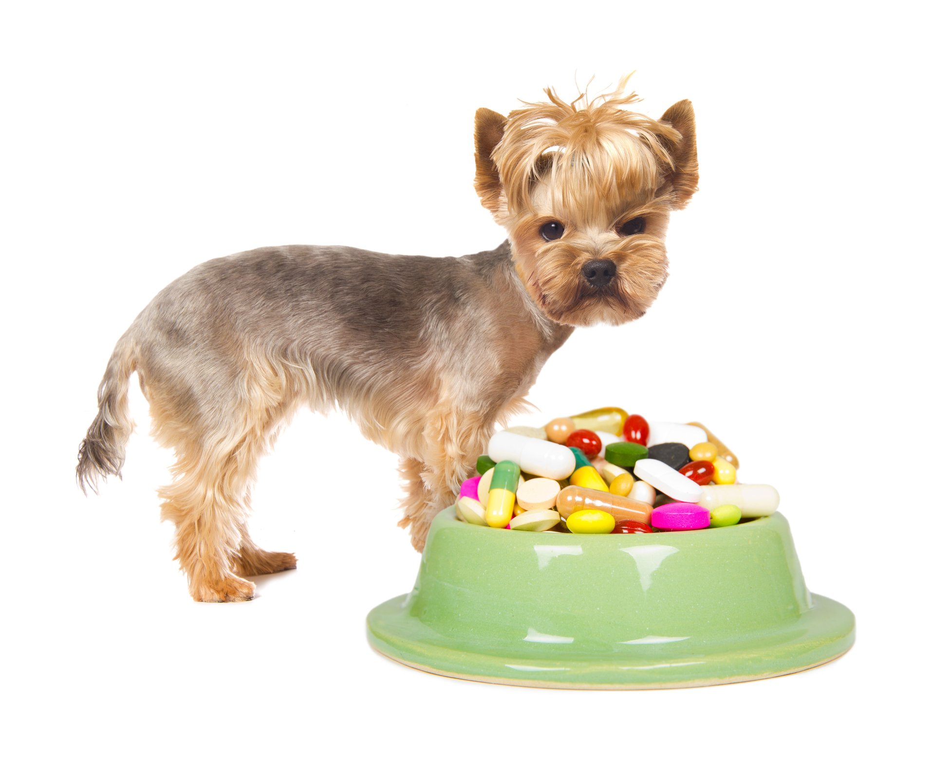 Small dog standing behind a dog bowl full pills.