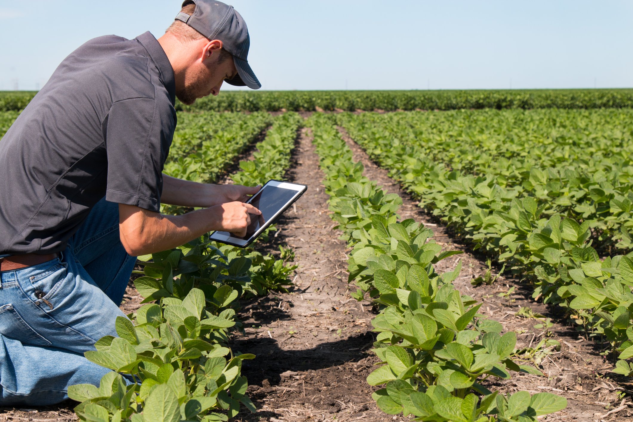 Man kneeling down next to crops holding a tablet.