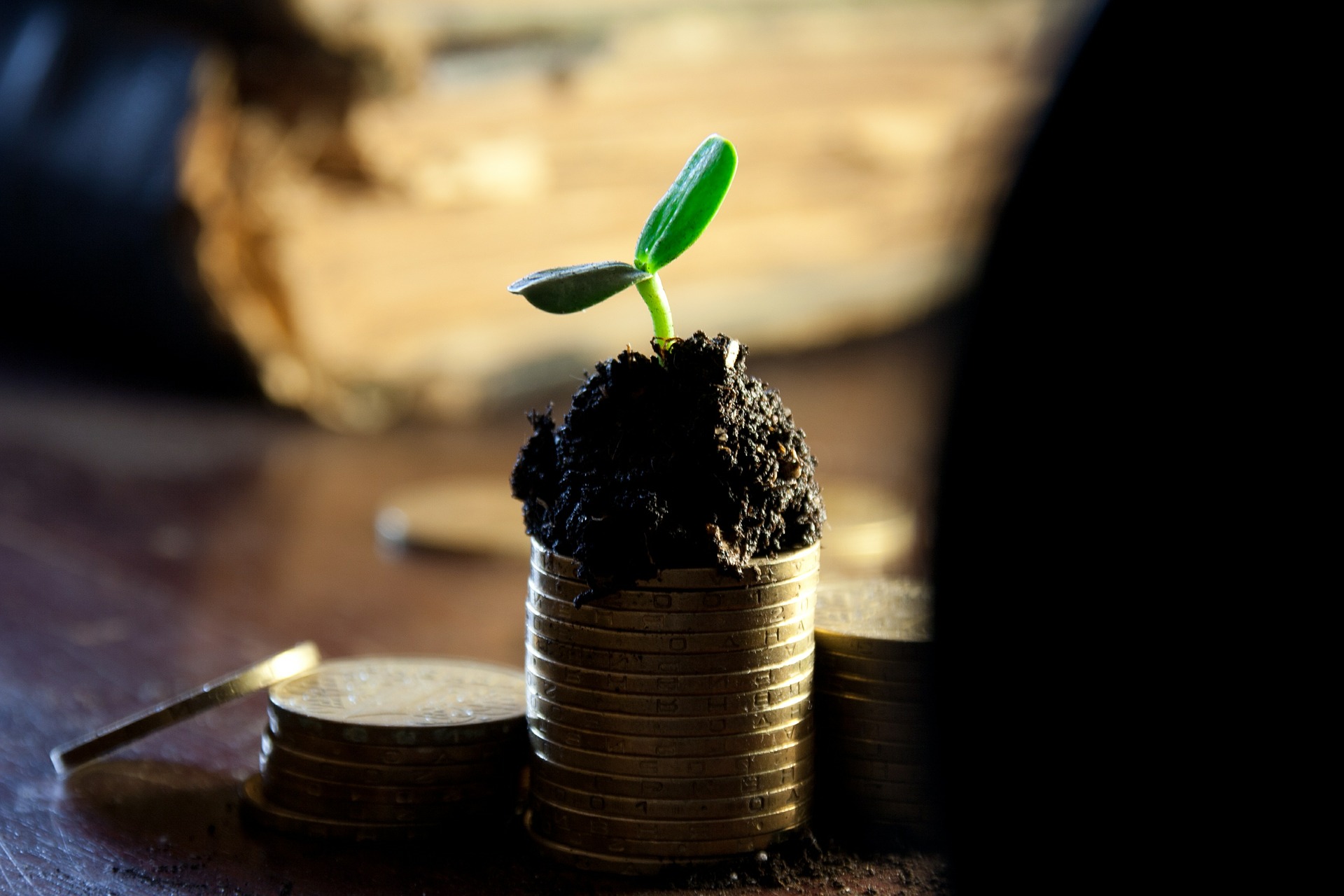 A plant appearing to grow out of coins.
