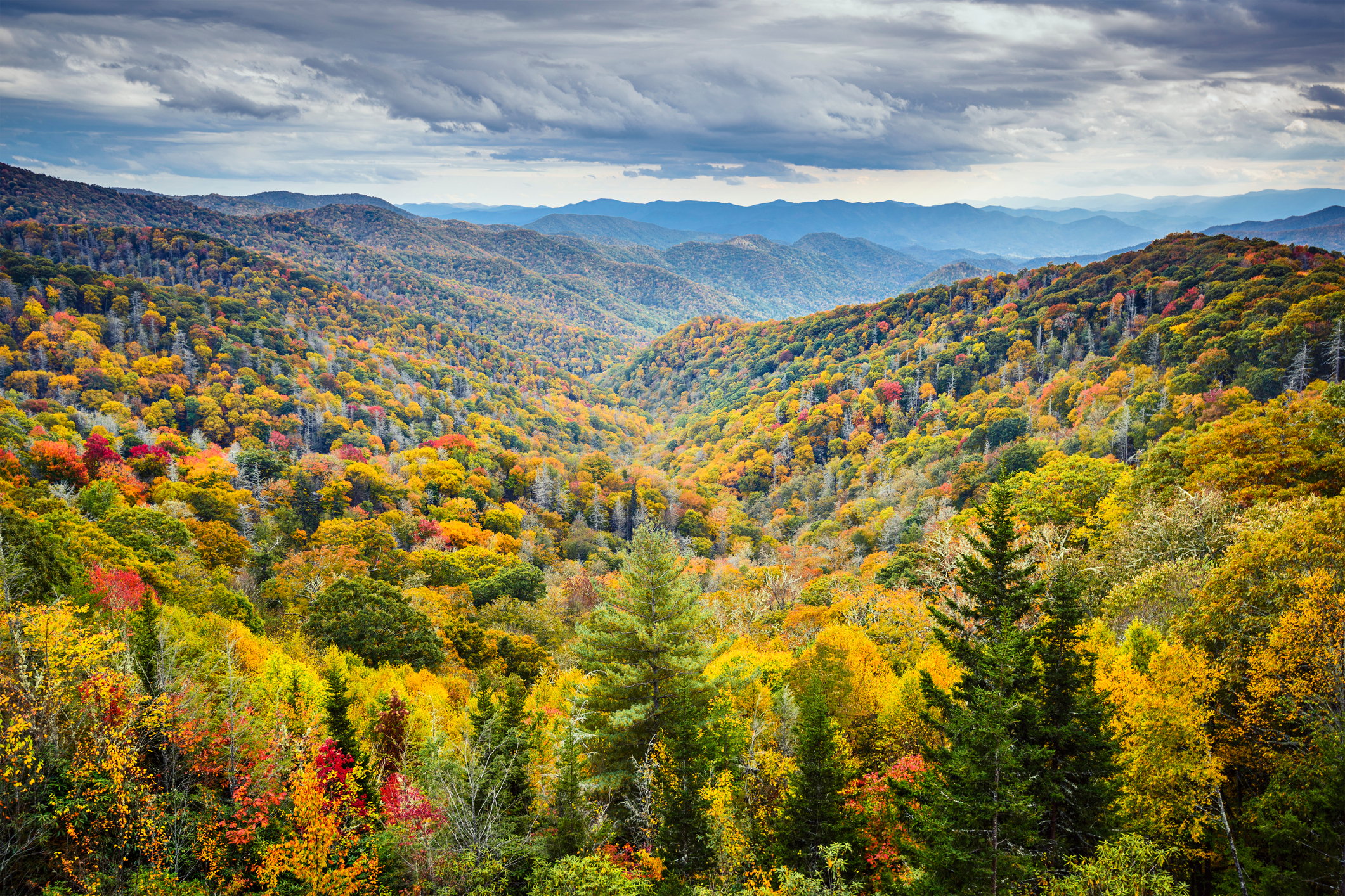 Rolling hills covered in leafy trees and evergreens